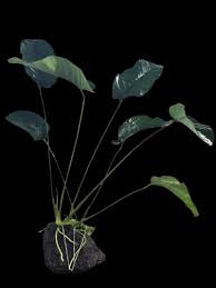 Image result for Astropanax barteri