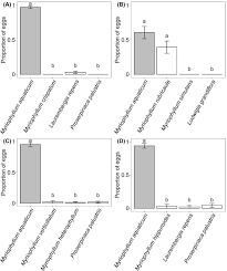Image result for Laurembergia repens