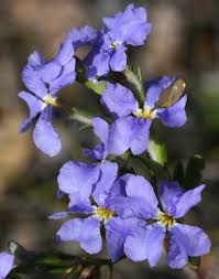 Image result for Goodeniaceae