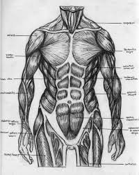 Emg data from five torso muscles and 3d motion capture data were recorded during 4x25m front crawl swimming trials at 400m and 50m pace (n=15). Torso Muscular Chart By Badfish81 On Deviantart