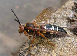 Maybe you would like to learn more about one of these? Cicada Killer Wasps Are On The Wing Ecoipm