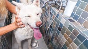 We did not find results for: Get The Dirt On Dogs By Building An Indoor Dog Wash Station