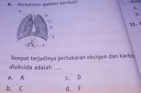 Pada proses tersebut terjadi pertukaran gas secara difusi. Tempat Terjadinya Pertukaran Oksigen Dan Karbon Dioksida Adalah A Ab Cc Dd F Brainly Co Id