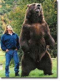 Black Bear Vs Grizzly Bear Size Difference Pin By Debbie Nichols On Positive Aspects Bart The Bear Big Animals Kodiak Bear