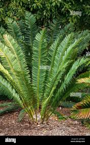 Image result for Encephalartos ngoyanus
