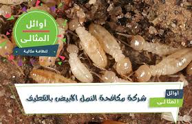 شركة مكافحة النمل الأبيض بالقطيف 0500806539 اقوي خدمات المكافحة المثالية خصومات قوية لفترة محدودة من شركة مكافحة النمل الاب Food Stuffed Mushrooms Vegetables