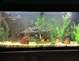 I shot it w/ my digital camera because i was already taking. 35 Gallons Fish Tanks And Aquariums Ratemyfishtank Com
