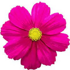 Flor De Colores Flores Verano Imagen Gratis En Pixabay