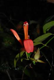 Image result for Justicia stachytarphetoides