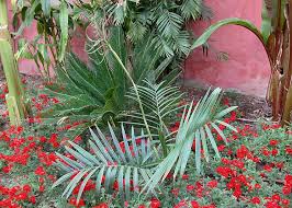 Image result for Chamaedorea radicalis
