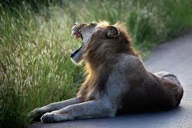 Lions home digital catalog official licensees. Rhino Poacher Killed By Elephant And Eaten By Lions Officials Say The New York Times