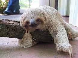 B The Mysterious Mona Lisas Of The Animal World Have Finally Shared The Secrets Behind Those Amazing Smiles B We Hav Sloths For Sale Sloth Cute Baby Sloths