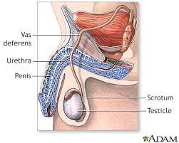Image result for Vasectomy