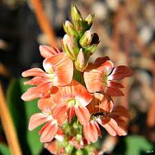 Image result for Indigofera pseudodyeri