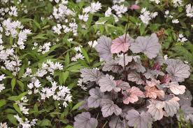 Light purple veining and eggplant purple undersides. Heuchera Stainless Steel Plants Nouveau
