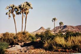 Image result for Borassus aethiopum