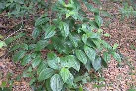 Image result for Craterostigma hirsutum