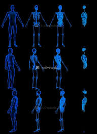 But there are less dramatic differences in the anatomy and physiology of many other organs of the body. 12 X Ray Renders Of Male Body With Skeleton And Internal Organs Anatomical Concept For Medicine Cg High Resolution Medical 3d Illustration Isolated Indivstock