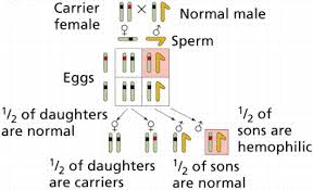 Human Genetics