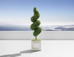 Image result for spiral cut juniper trees