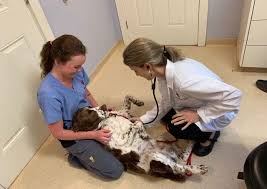 Find out what works well at at home veterinary care from the people who know best. Penbay Veterinary Associates Rockport Veterinary Hospital