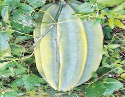 Image result for Telfairia occidentalis