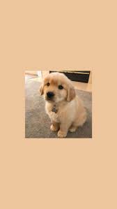 I Created This Wallpaper But Credits To The Owner Of The Picture Cute Puppy Wallpaper Cute Baby Dogs Cute Animals