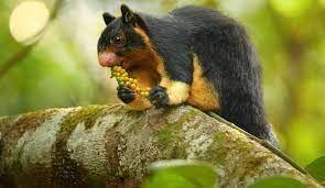 These Are The 10 Experiences You Should Have If You Want To See Majestic Animals In Sri Lanka Black Giant Squirrel Squirrel Animals