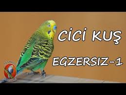 Cicikus Ses Kaydi Tubazy Mp3 Indir Mobil Indir