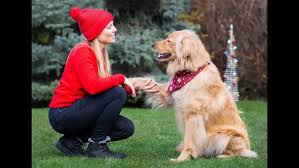 Aug 28, 2018 · brave dog knits will be open monday and tuesday for last minute gifts. Brave First Dog Dancing Routine Of Indy The Hovawart Youtube