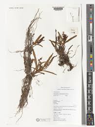 Image result for Polystachya adansoniae