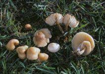 Image result for Marasmius opacus