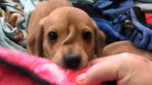Then you're going to love this article. Narwhal The Rescue Golden Retriever Puppy With A Tail On Its Head