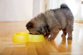 You are never truly done training your puppy. When Does My Puppy Finish Growing How Long Do Puppies Grow