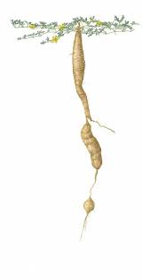 Image result for Acanthosicyos naudinianus