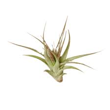 Image result for Brachychloa