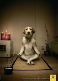Osho Says Why Should A Dog Not Have A Buddha Nature Zen Dog Dog Yoga Funny Dogs