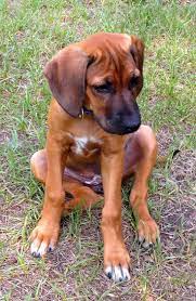 Pets Dogs Nena A Rhodesian Ridgeback Puppy Rhodesian Ridgeback Puppies Pet Dogs Rhodesian Ridgeback