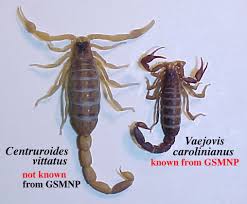 Picture of east tennessee scorpion in our cabin in gatlingburg. Discover Life In America Gsmnp Scorpions