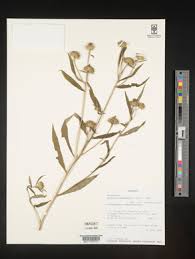 Image result for Vernonia ischnophylla