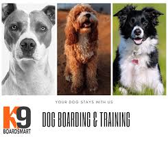 We did not find results for: Live In Dog Training Where Your Dog Stay With The Dog Trainer