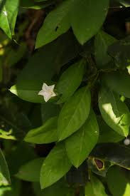 Image result for Aniseia martinicensis