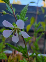 Image result for Monothecium