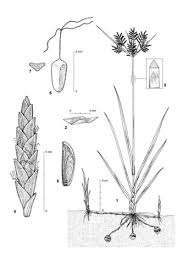 Image result for Cyperus sp.no.10