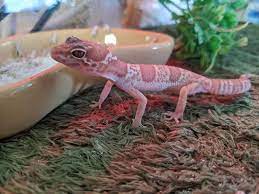 Maybe you would like to learn more about one of these? Petsense Troy Our Little Chocolate Albino Leopard Gecko Facebook