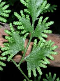 Image result for Lygodiaceae