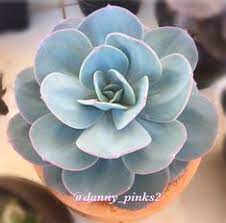 Pin By V Kloess On Rasteniya Cold Porcelain Flowers Succulents Decor Succulents