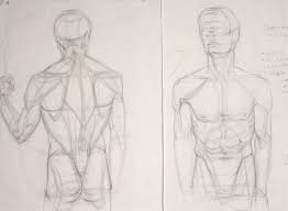 Learn the anatomy and forms. Muscle Study Front Back Upper Body Figure Drawing Sketches Character Design