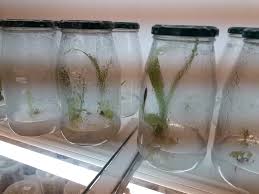 Image result for Satyrium trinerve