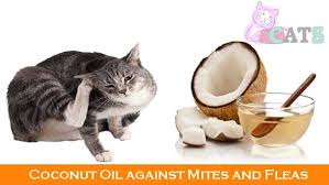 So it's more than only a snack for them. Coconut Oil For Cats And Its Advantages Can Cats Have Coconut Oil